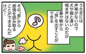 さんたとポレの後ろ足日記 第6回 うさぎの鳴き声から分かること