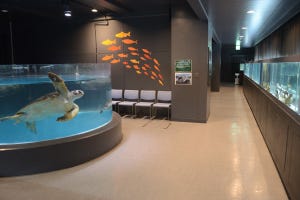 【特集】徳島の旅ライターが四国の注目場所を紹介 第1回 廃校が水族館に変化! むろと廃校水族館誕生の経緯を聞いた