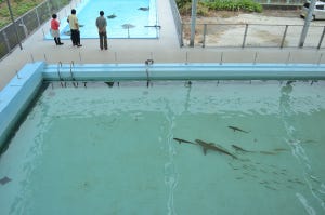【特集】徳島の旅ライターが四国の注目場所を紹介 第2回 廃校が水族館となった「むろと廃校水族館」のお勧めを紹介
