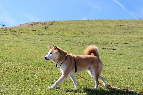 京都暮らしの柴犬 柴田部長 12 草原と柴犬 マイナビニュース