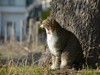東京でのんびり暮らす外猫たち 147 猫の歯はなぜこれほどまでにかわいいのか マイナビニュース