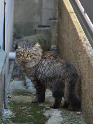 東京でのんびり暮らす外猫たち 156 猫にもライオンのようなたてがみが生えると判明 マイナビニュース