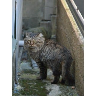 東京でのんびり暮らす外猫たち 156 猫にもライオンのようなたてがみが生えると判明 マイナビニュース