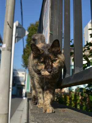 東京でのんびり暮らす外猫たち 158 猫 ご飯 くれるんだよね マイナビニュース