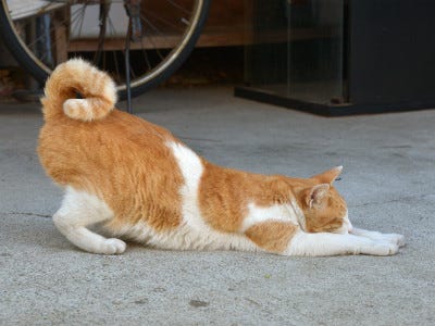 東京でのんびり暮らす外猫たち 164 ごめん寝ならぬ土下座寝をしている猫さん発見 マイナビニュース