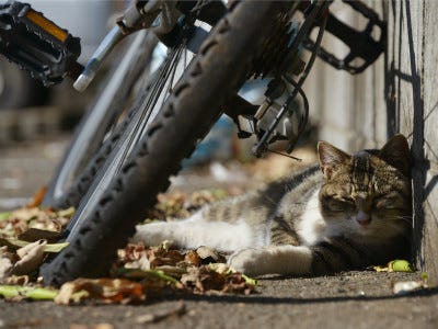 東京でのんびり暮らす外猫たち 167 自転車と猫 マイナビニュース