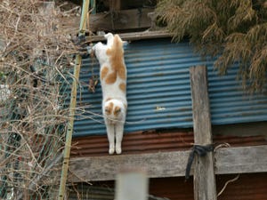 東京でのんびり暮らす外猫たち 第184回 しっぽが極太な猫さん発見