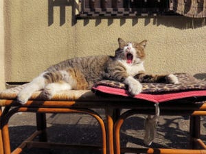 東京でのんびり暮らす外猫たち 第213回 椅子に座ろうとしたら先客が猫だったときのうれしさは異常