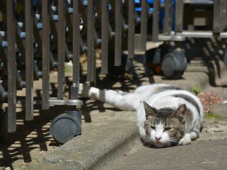 東京でのんびり暮らす外猫たち 215 猫のふて寝 マイナビニュース