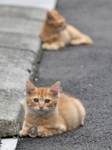 東京でのんびり暮らす外猫たち 22 猫 スーパーボールが大好き マイナビニュース