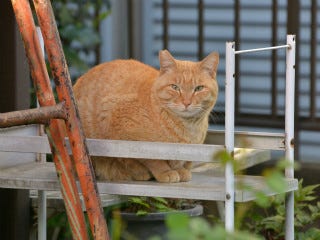 東京でのんびり暮らす外猫たち 238 オス猫の顔がメス猫よりもデカイ理由 マイナビニュース