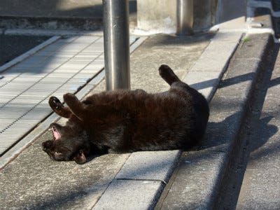 東京でのんびり暮らす外猫たち 256 真夏の黒猫は暑さ倍増 マイナビニュース