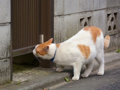 東京でのんびり暮らす外猫たち 279 毛並みのいい美人猫発見 マイナビニュース