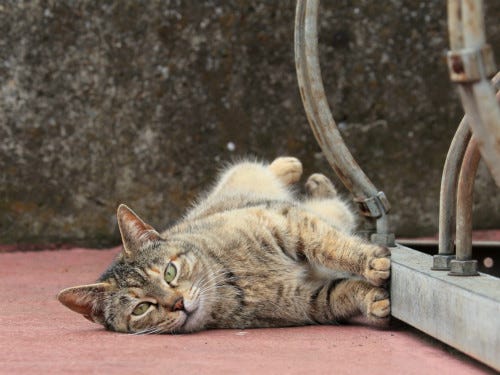 東京でのんびり暮らす外猫たち 28 暇そうにゴロゴロ寝転ぶトラ猫がいました マイナビニュース