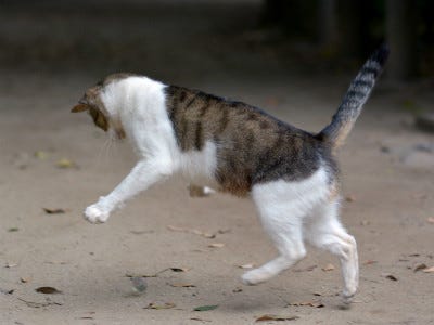 東京でのんびり暮らす外猫たち 290 獲物に飛びかかる瞬間の猫 マイナビニュース