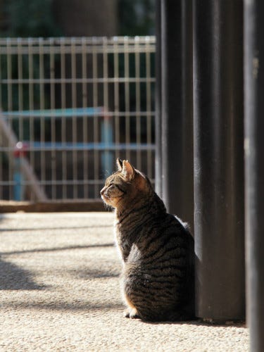 東京でのんびり暮らす外猫たち 30 たそがれる猫の背中がかわいすぎる マイナビニュース