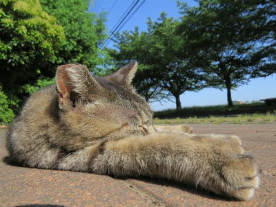 東京でのんびり暮らす外猫たち 302 日光浴をした後の猫の香りの良さは異常 マイナビニュース