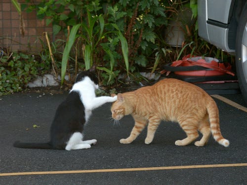 東京でのんびり暮らす外猫たち 309 猫の下手っぴなお手 マイナビニュース