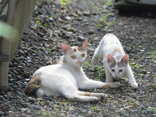 東京でのんびり暮らす外猫たち 327 三毛猫やサバトラ白の猫のかかとにはなぜか黒いホクロがある マイナビニュース