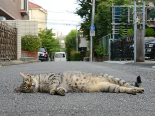 東京でのんびり暮らす外猫たち(341) 猫「とおせんぼにゃ」 | マイナビ 