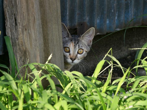 東京でのんびり暮らす外猫たち 357 フェネック並みに耳が大きい猫さん マイナビニュース
