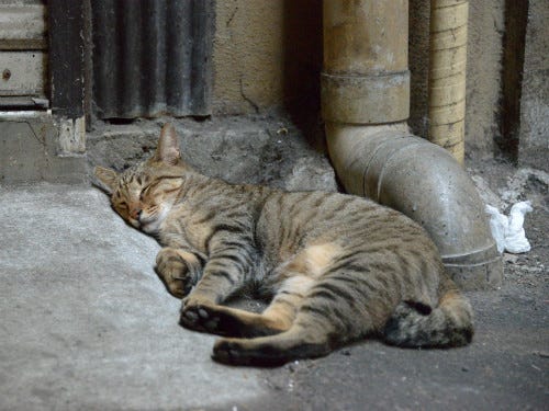 東京でのんびり暮らす外猫たち 364 足の裏が真っ黒 マイナビニュース