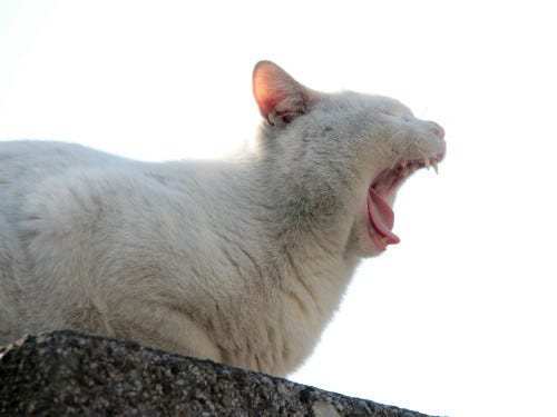 東京でのんびり暮らす外猫たち 37 おたけびをあげる純白の猫 マイナビニュース