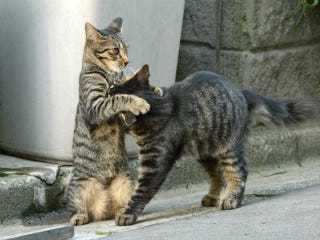 東京でのんびり暮らす外猫たち 414 猫が猫を抱きしめる瞬間がかわいすぎる マイナビニュース