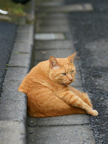 東京でのんびり暮らす外猫たち 425 ザ 茶トラ猫 マイナビニュース