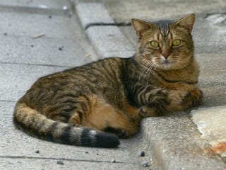 東京でのんびり暮らす外猫たち(431) おなかがデップリな猫さん | マイ