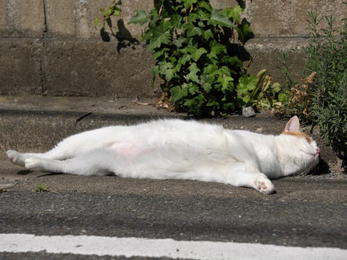 東京でのんびり暮らす外猫たち 48 遠くから見ると大根にしか見えない猫がいました マイナビニュース