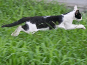 東京でのんびり暮らす外猫たち 第57回 牛にそっくりな柄の猫の動きが機敏すぎる