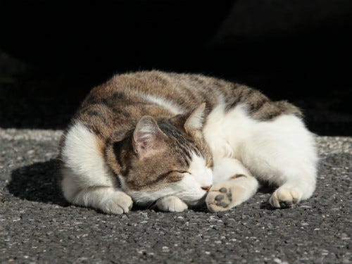 東京でのんびり暮らす外猫たち 6 日なたぼっこをしながら気持ちよさそうに眠る猫 マイナビニュース