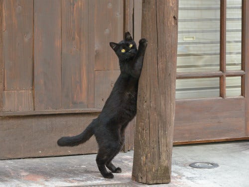 東京でのんびり暮らす外猫たち 63 柱に抱きつく黒猫 マイナビニュース