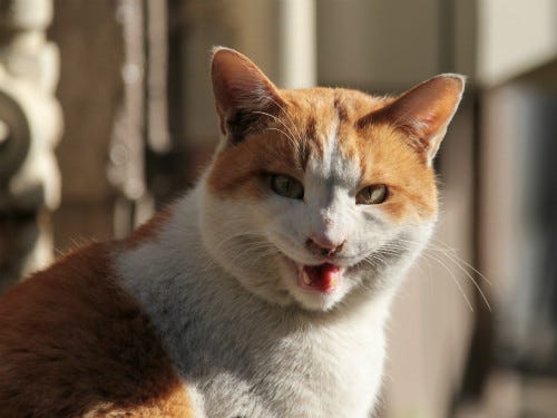東京でのんびり暮らす外猫たち 7 猫のドヤ顔ってこんな感じ マイナビニュース