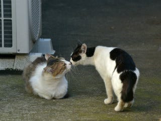 東京でのんびり暮らす外猫たち 73 閲覧注意 猫同士の鼻チューがかわいすぎる マイナビニュース