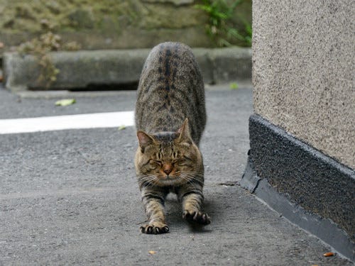 東京でのんびり暮らす外猫たち 80 猫のくしゃくしゃの顔がかわいすぎる マイナビニュース