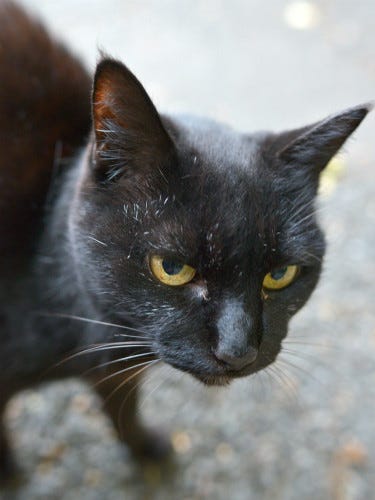 東京でのんびり暮らす外猫たち 猫のジト目がかわいすぎる マイナビニュース