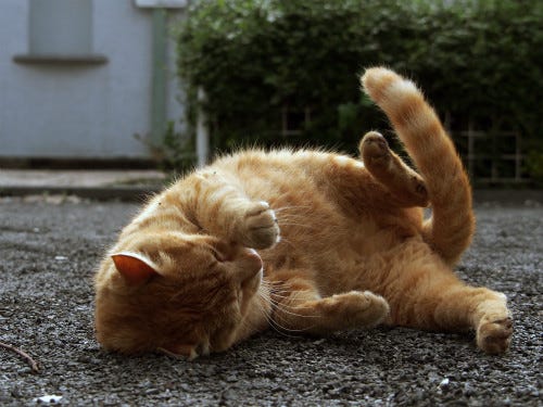 東京でのんびり暮らす外猫たち 87 茶トラ猫のくねくねダンスがかわいすぎる マイナビニュース