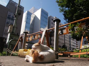 東京でのんびり暮らす外猫たち 第93回 どこにシッポがあるのかわからない猫さん