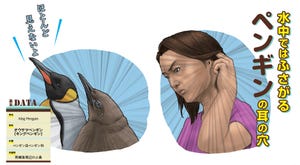 動物のスゴい耳図鑑 第2回 【どんな形?】ペンギンの耳は完全防水型!? 耳が見えるタイミングはいつ?