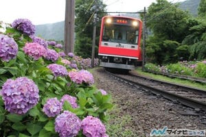 鉄道トリビア 第361回 箱根登山鉄道があじさいを植えた理由は観光客のためではない!?