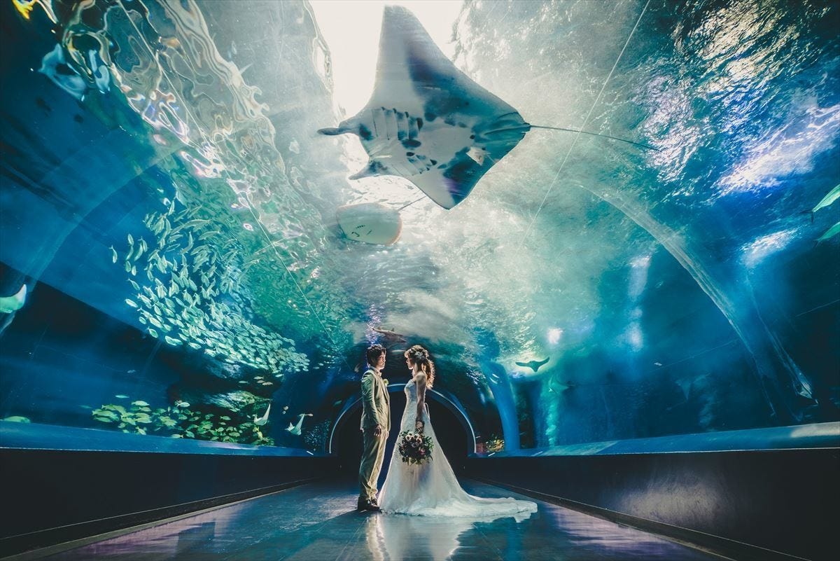 こんなとこで 意外性maxのウエディング会場 第5回 水族館編 海の仲間たちに祝福される幻想的な結婚式 マピオンニュース