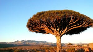 コレどーこだ!? 世界遺産クイズ 第38回 【難易度4】イエメンにある世界遺産の島はなんでしょう!? - キノコのような樹が有名
