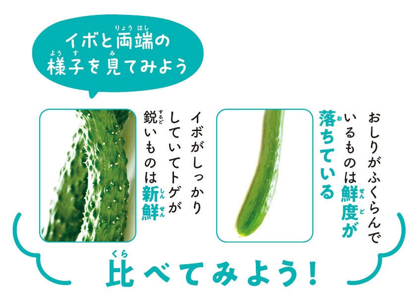 おいしい野菜まるみえ図鑑 第1回 キュウリのトゲトゲは新鮮さの証