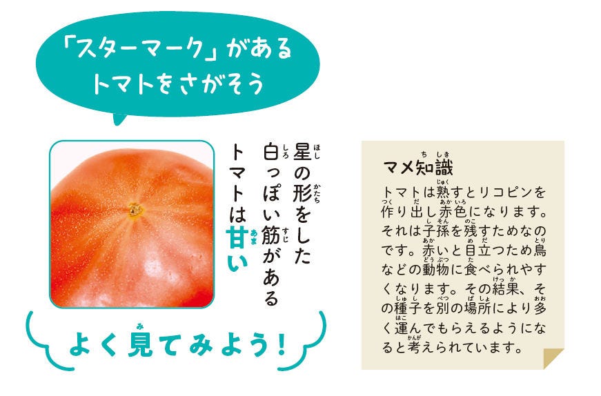 おいしい野菜まるみえ図鑑(2) おいしいトマトのお尻にある「見分け方の