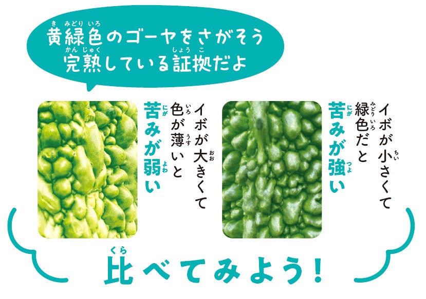 おいしい野菜まるみえ図鑑 第5回 ゴーヤを見ただけで「苦みの強さ」が