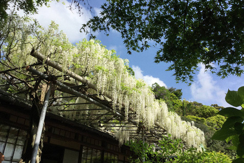 桜が終わり、春のポカポカ陽気となる4月下旬から5月上旬ともなると、咲く花の種類も増え、鎌倉散策の楽しみも増える。今回は鎌倉グルメを楽しみながら、藤やツツジなど春の花を愛でながら歩いて行こう。