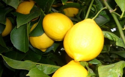 イエローレモン（露地栽培）約2.5kg