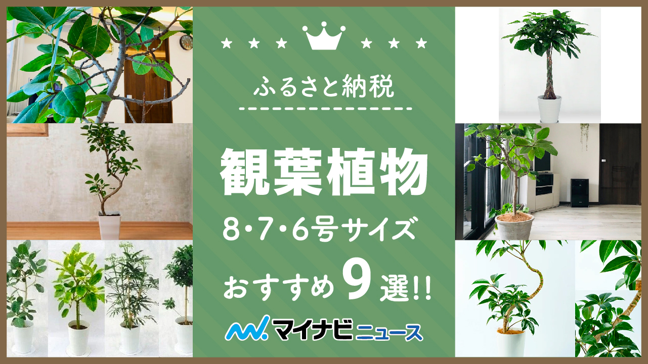 【最新版】ふるさと納税の観葉植物返礼品おすすめ9選！8・7・6号サイズ